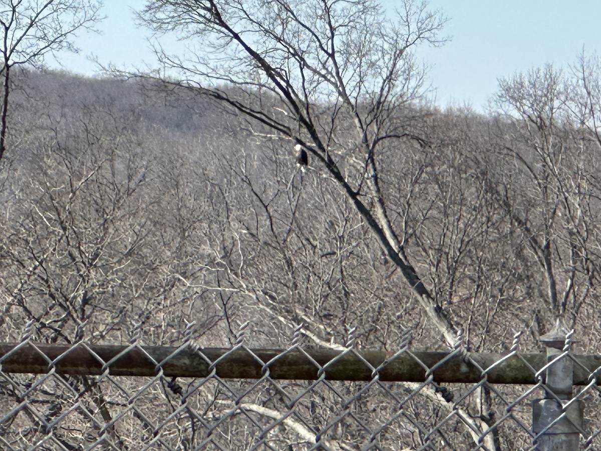 Bald Eagle - ML631154803