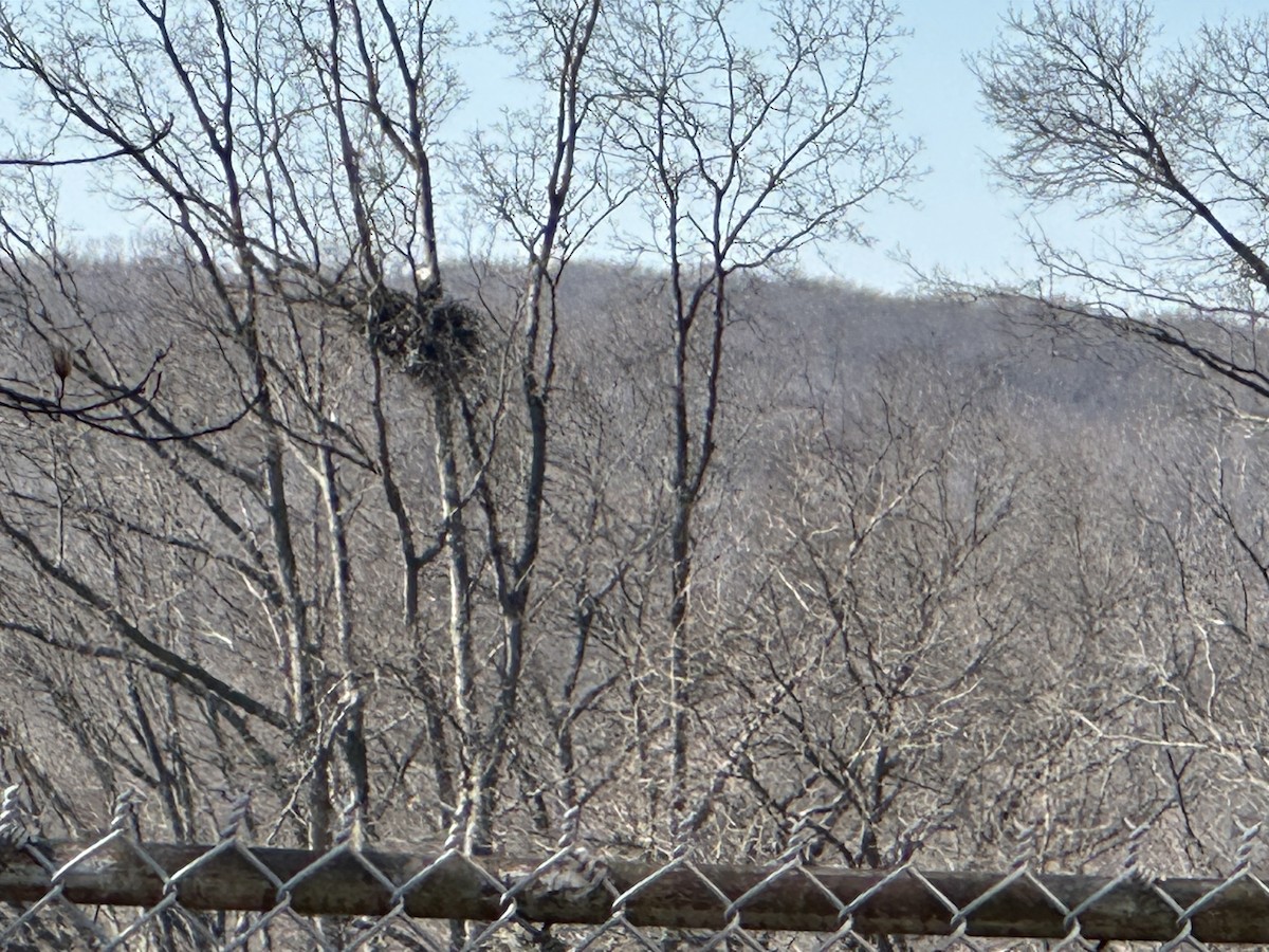 Bald Eagle - ML631154804