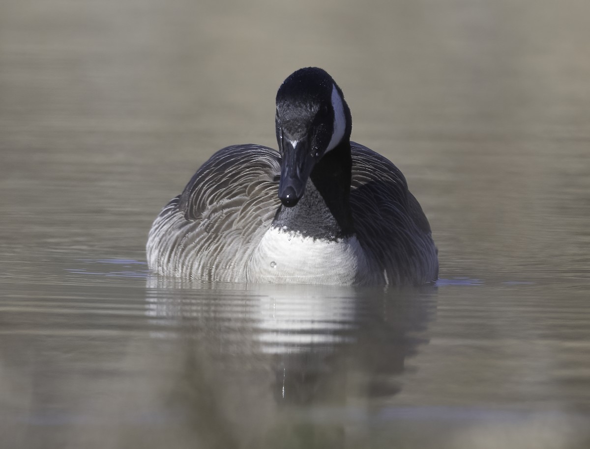 Canada Goose - ML631154820
