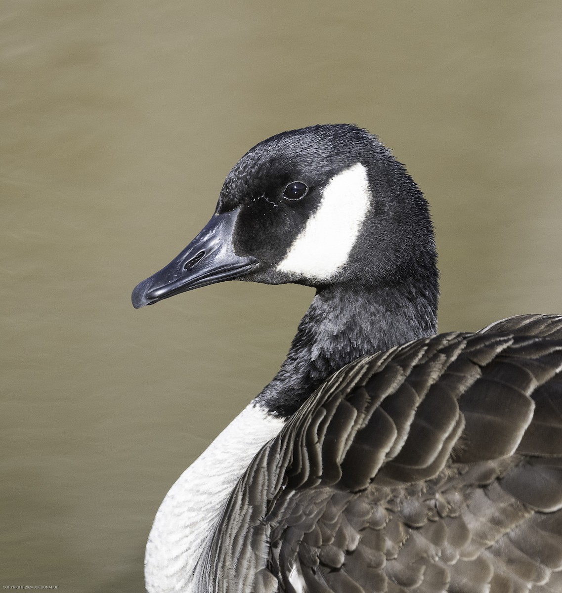 Canada Goose - ML631154821