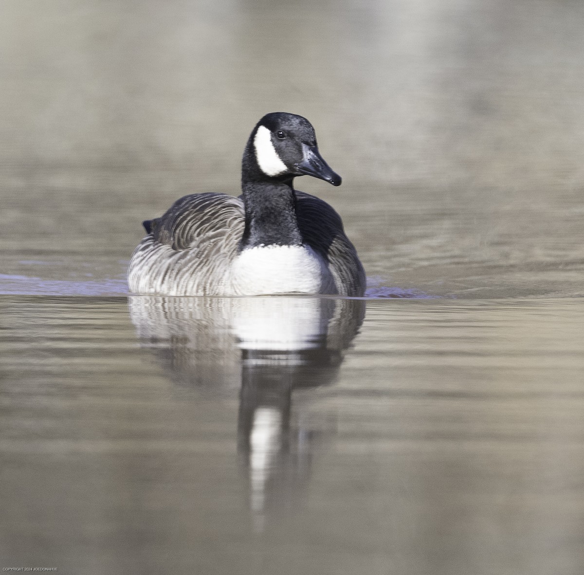 Canada Goose - ML631154822