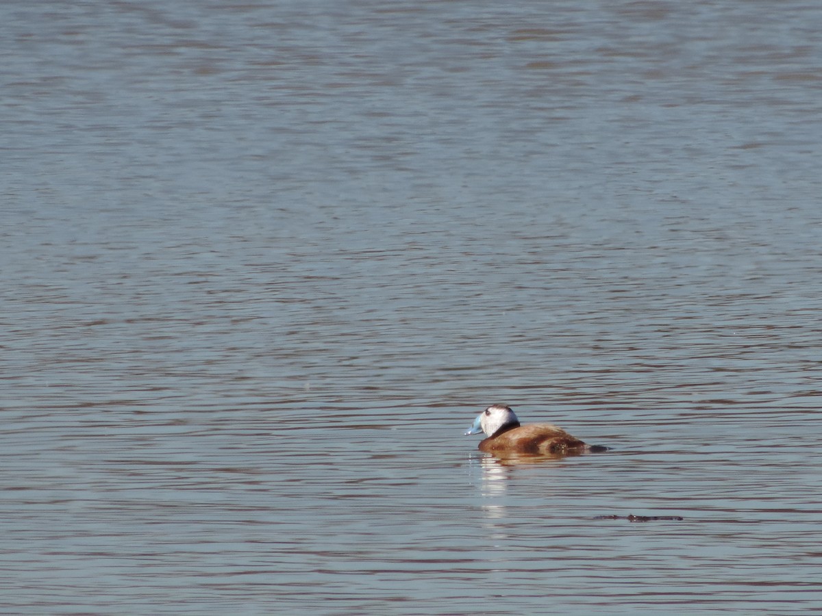 White-headed Duck - ML631154861