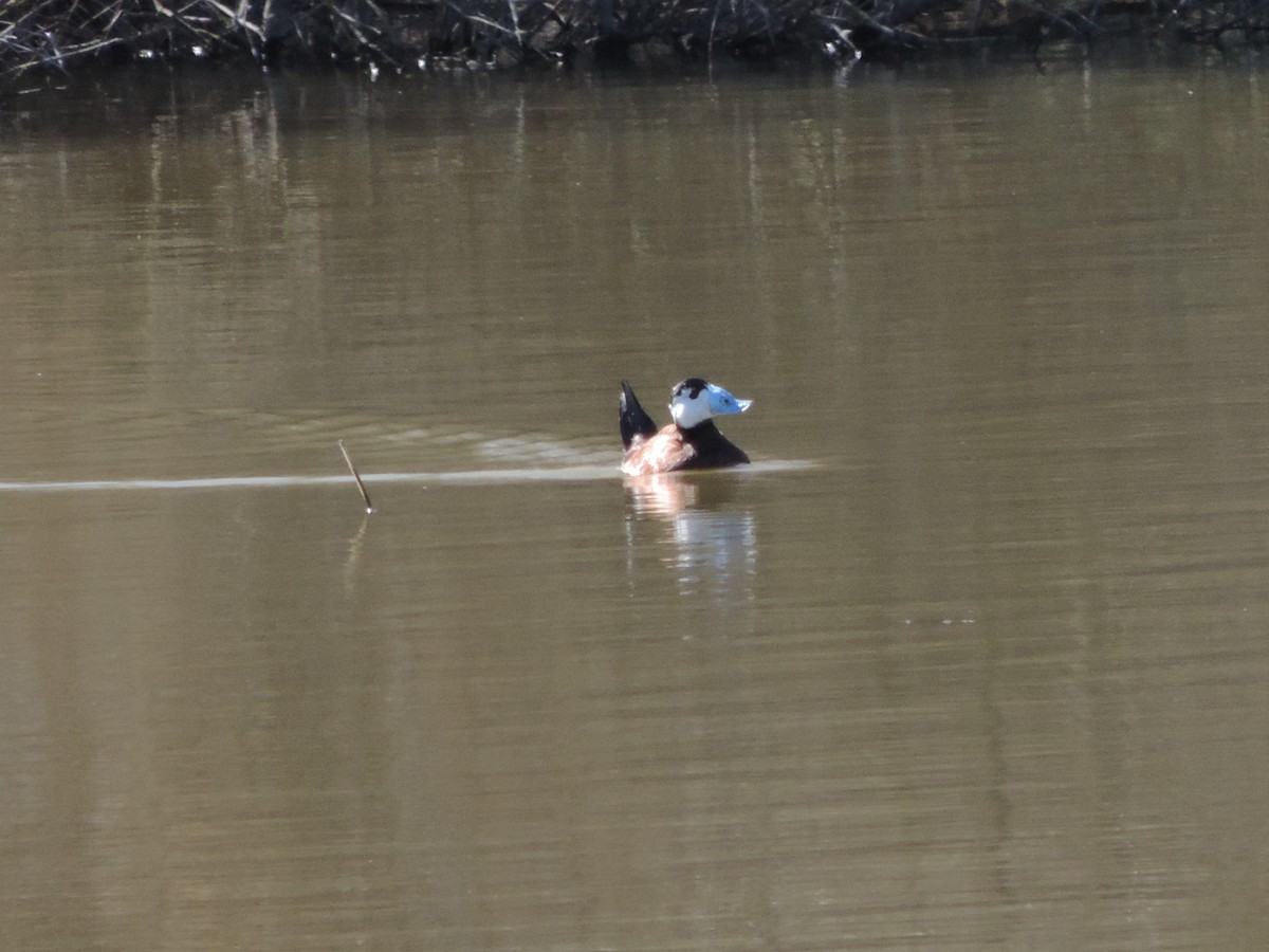 White-headed Duck - ML631154866