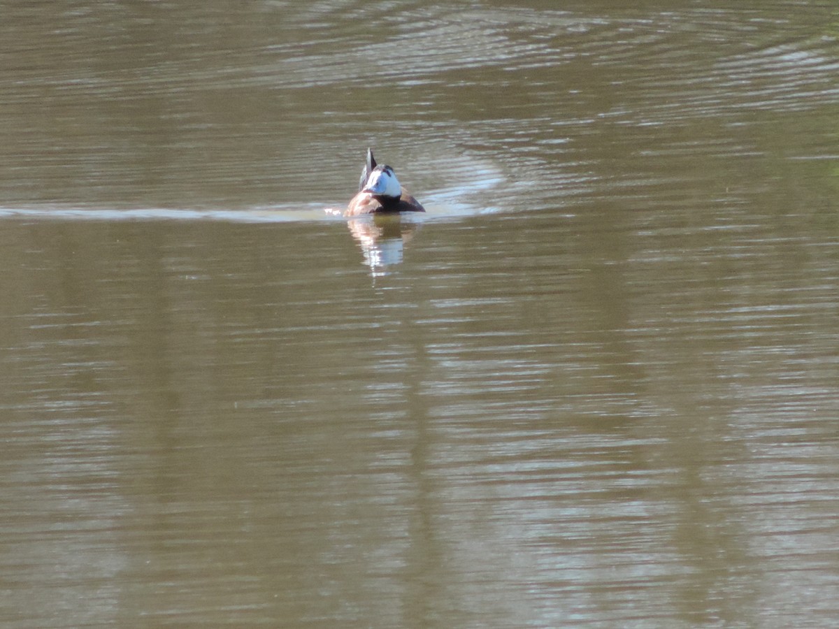 White-headed Duck - ML631154867