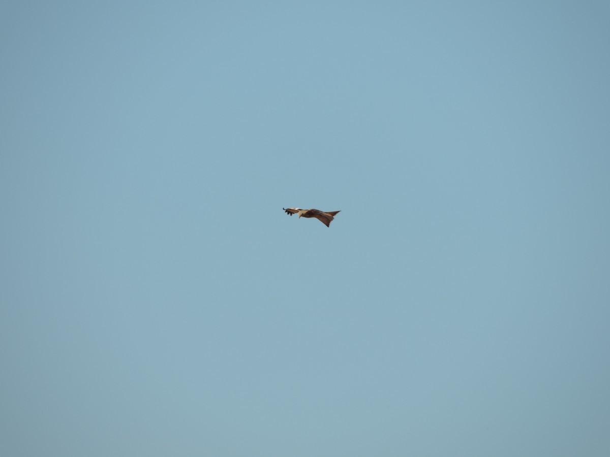 Red Kite - ML631154891