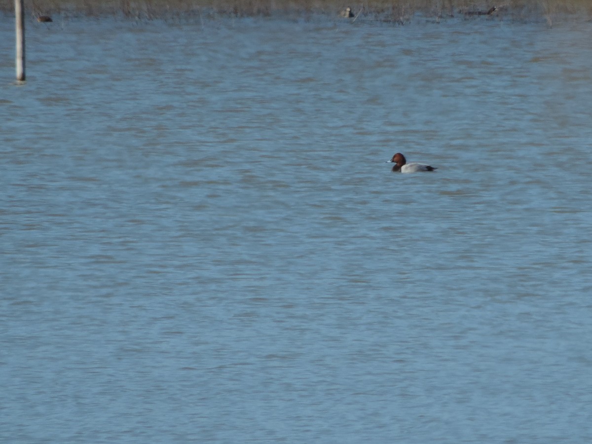 Common Pochard - ML631154946