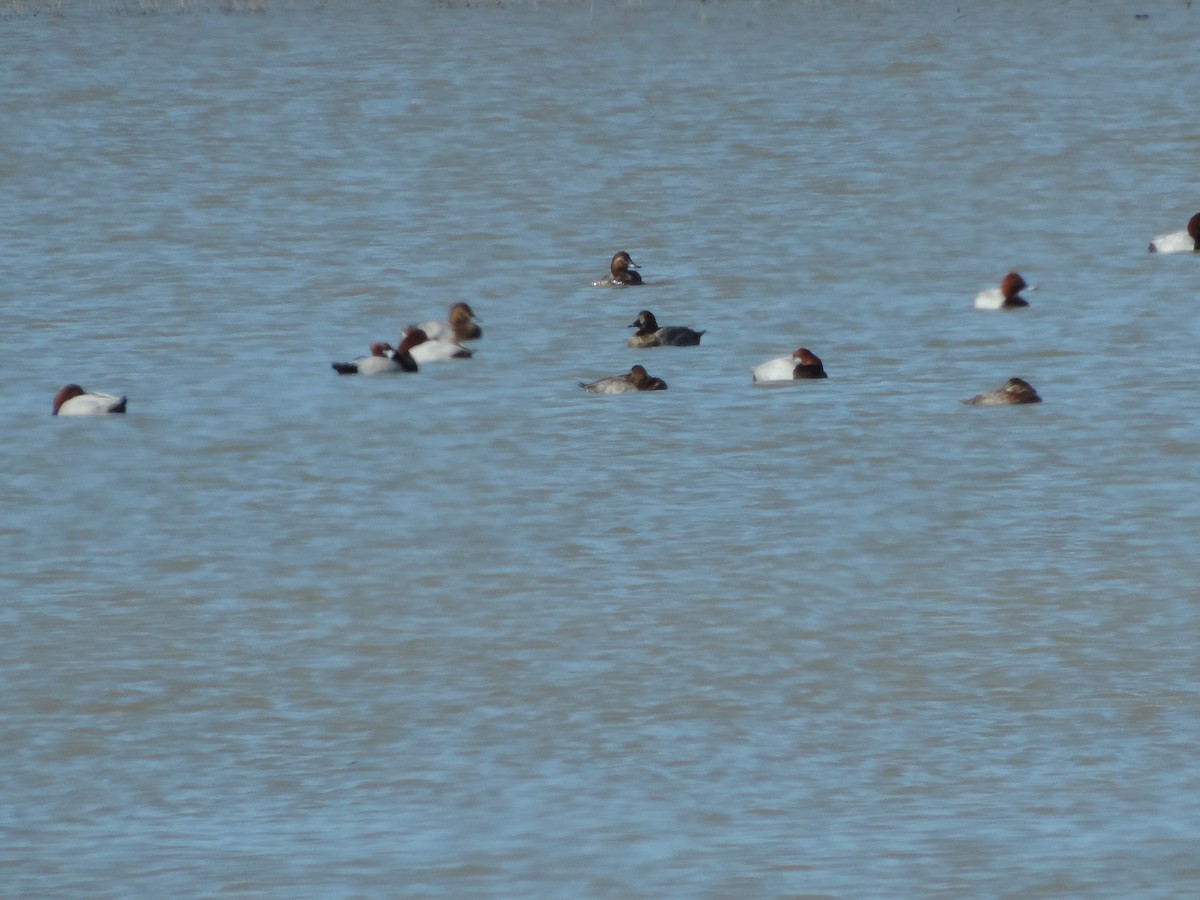 Common Pochard - ML631154947