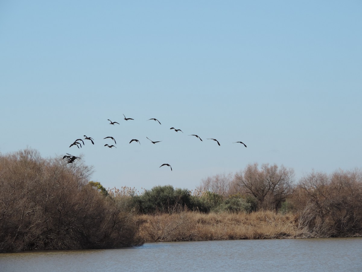 Glossy Ibis - ML631154960