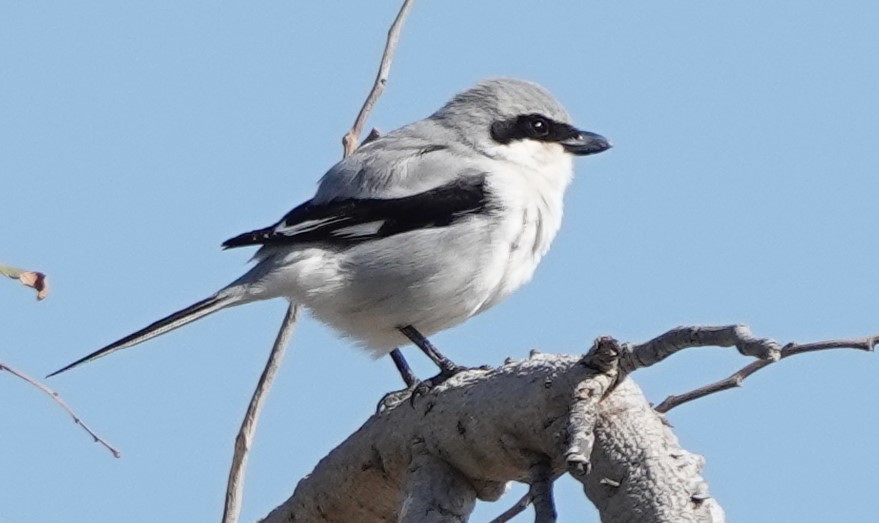 Great Gray Shrike (Great Gray) - ML631154967