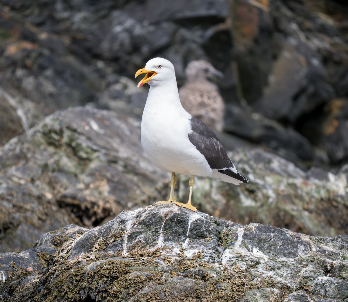 Kelp Gull - ML631155047