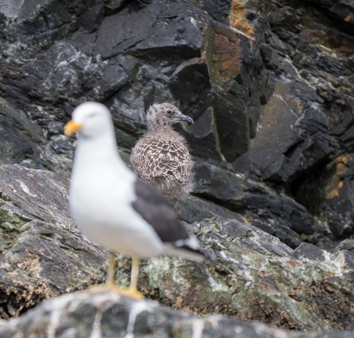 Kelp Gull - ML631155052