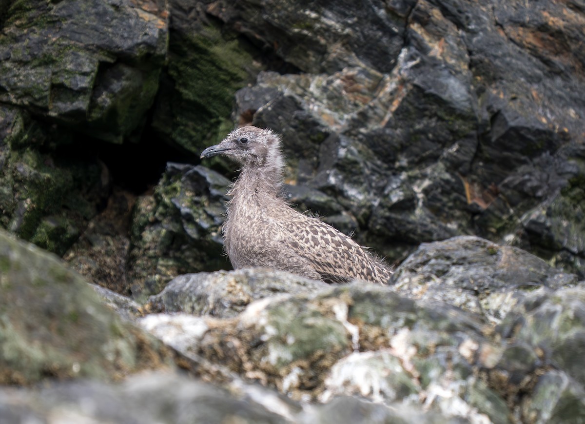 Kelp Gull - ML631155060