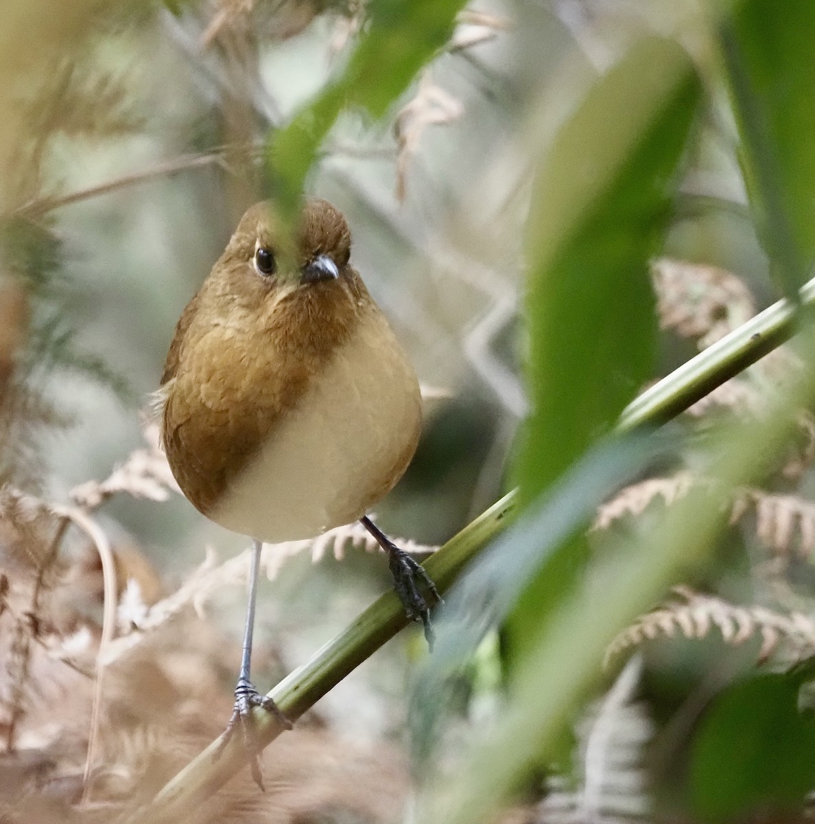 Panao Antpitta - ML631155158