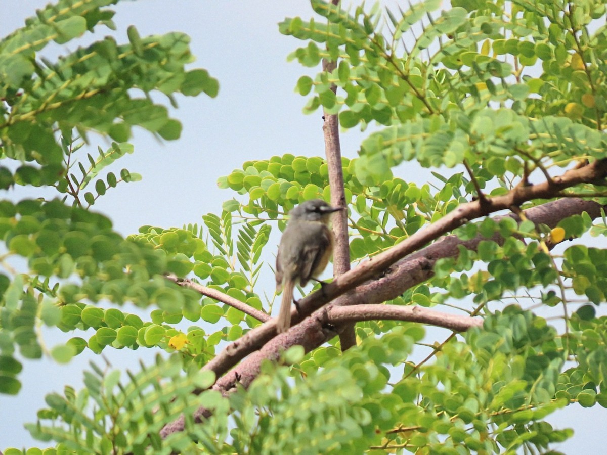 Gray-backed Tachuri - ML631155344