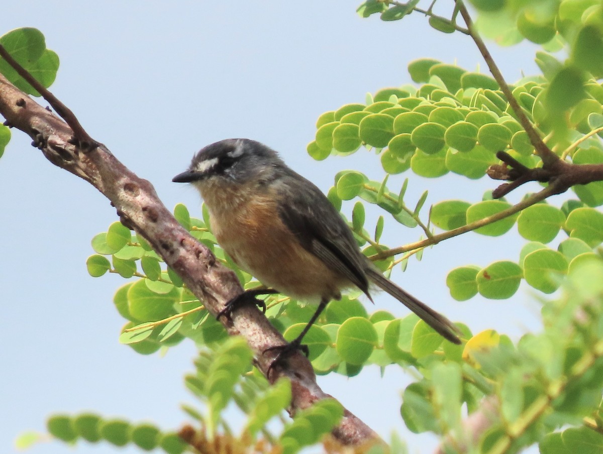 Gray-backed Tachuri - ML631155345