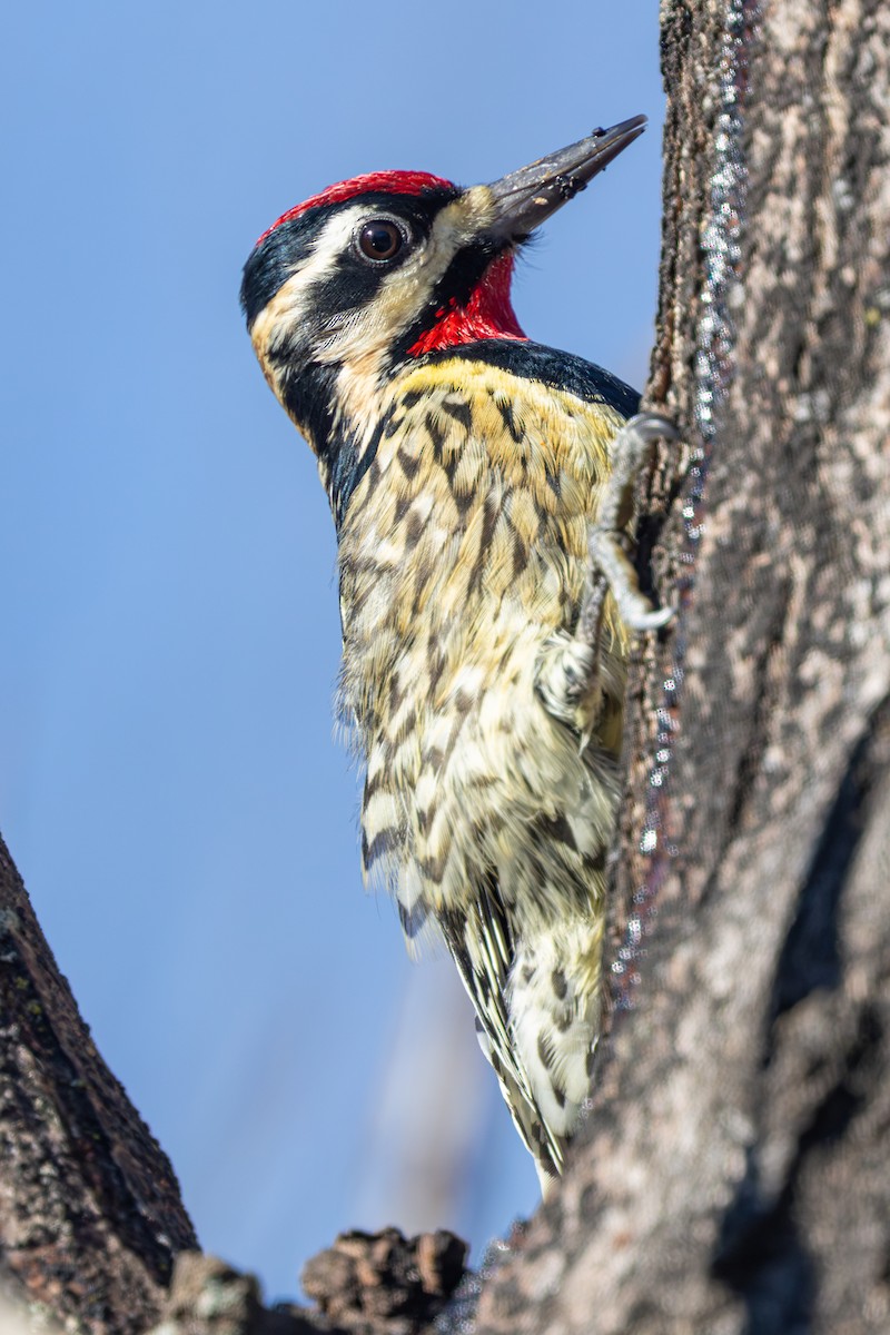 Yellow-bellied Sapsucker - ML631155361