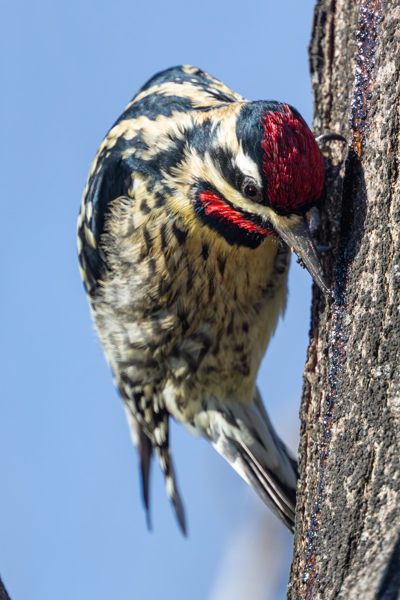 Yellow-bellied Sapsucker - ML631155362