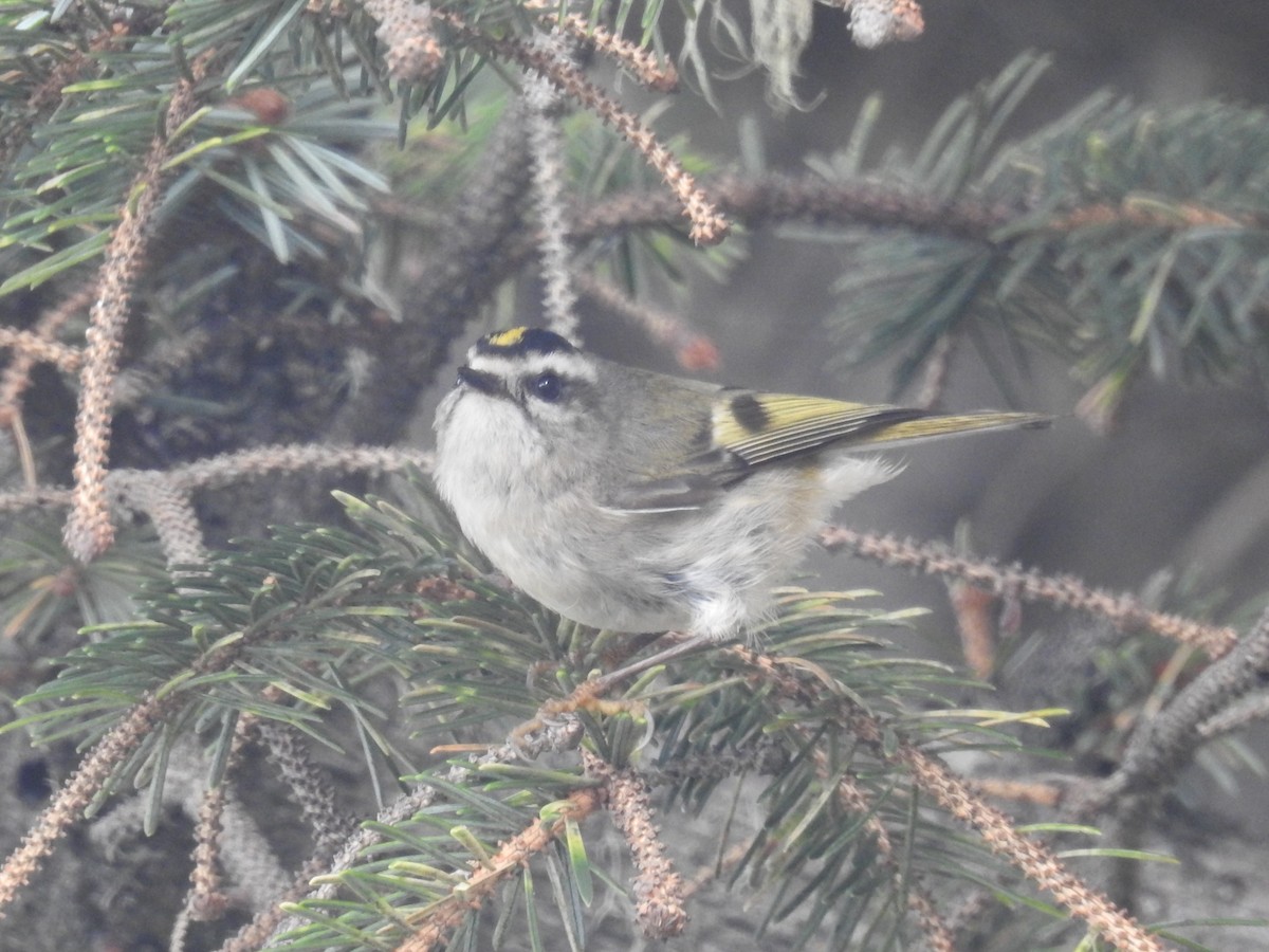 Golden-crowned Kinglet - ML631155543