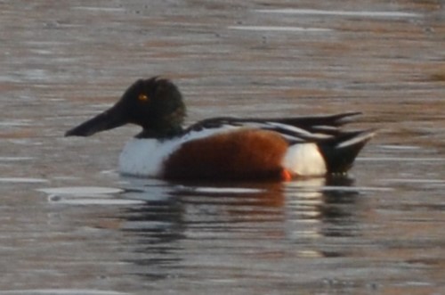 Халбага нугас - ML631155564