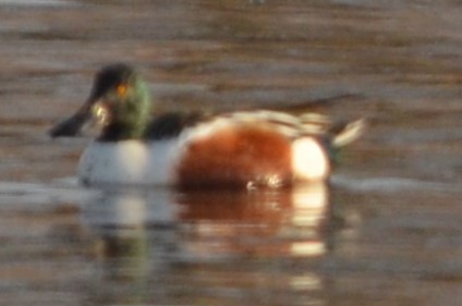 Халбага нугас - ML631155565