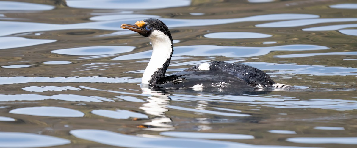 Imperial Cormorant (South Georgia) - ML631155794