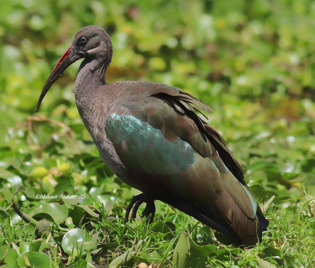 Hadada Ibis - ML631155817