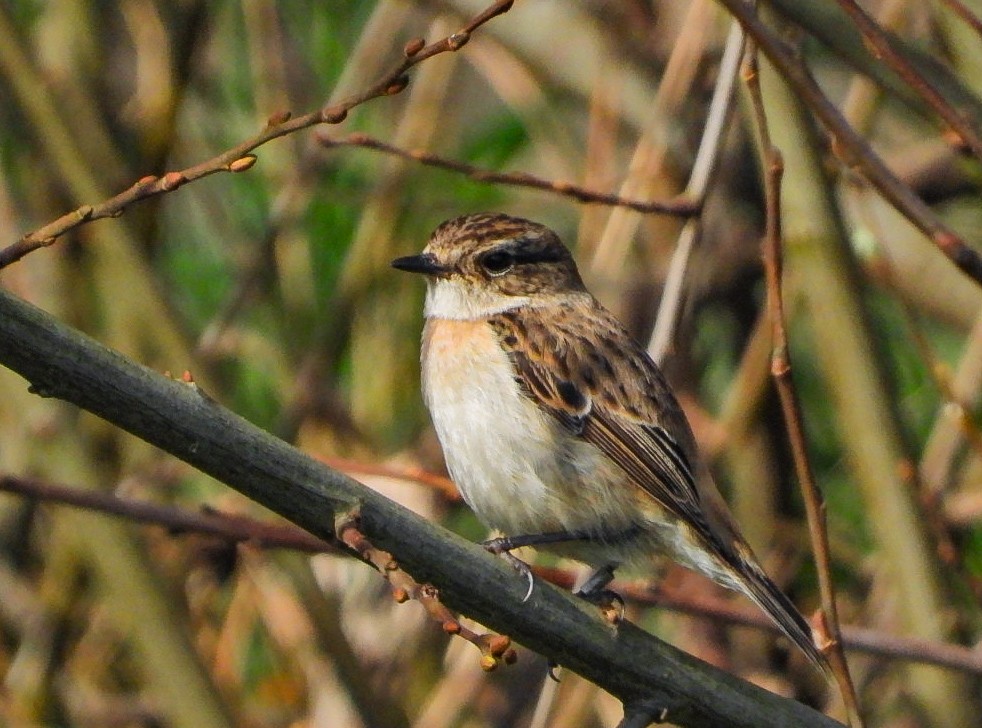 Amur Stonechat - Isai Ogando
