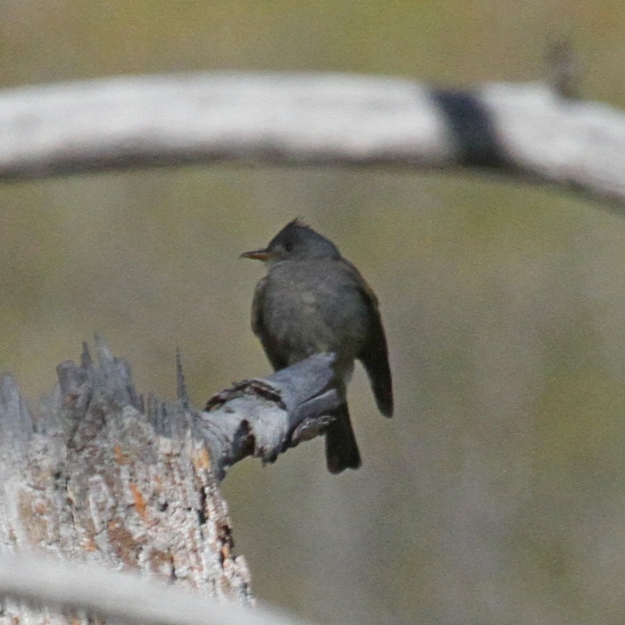 Greater Pewee - ML631156032