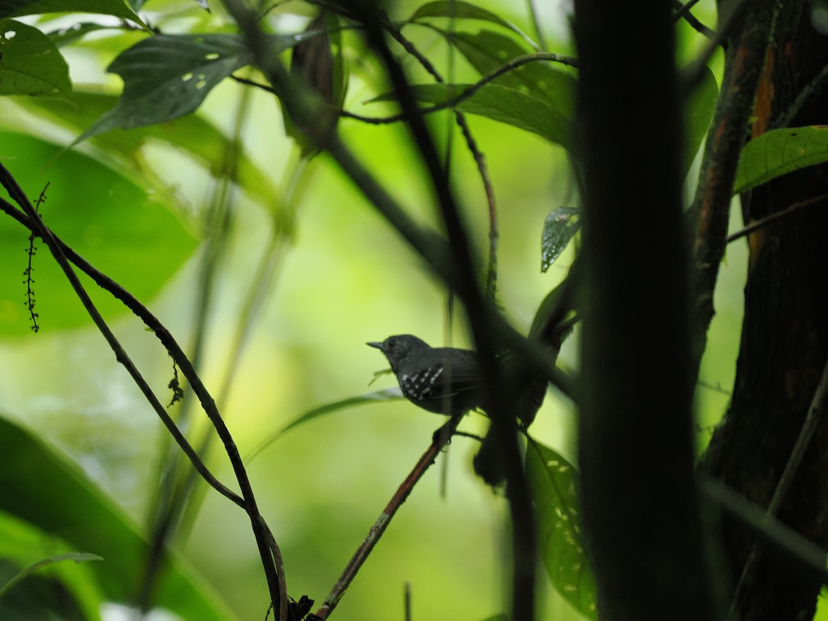 Salvadori's Antwren - ML631156279