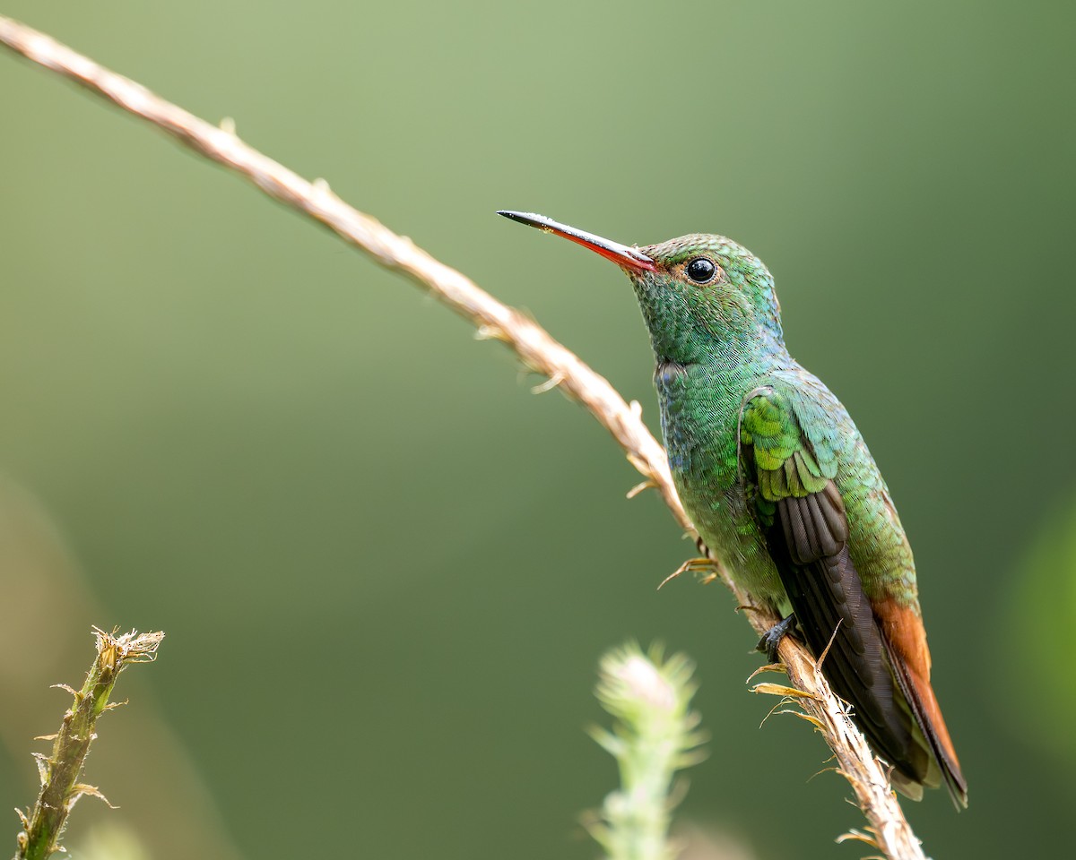 Rufous-tailed Hummingbird - ML631156502