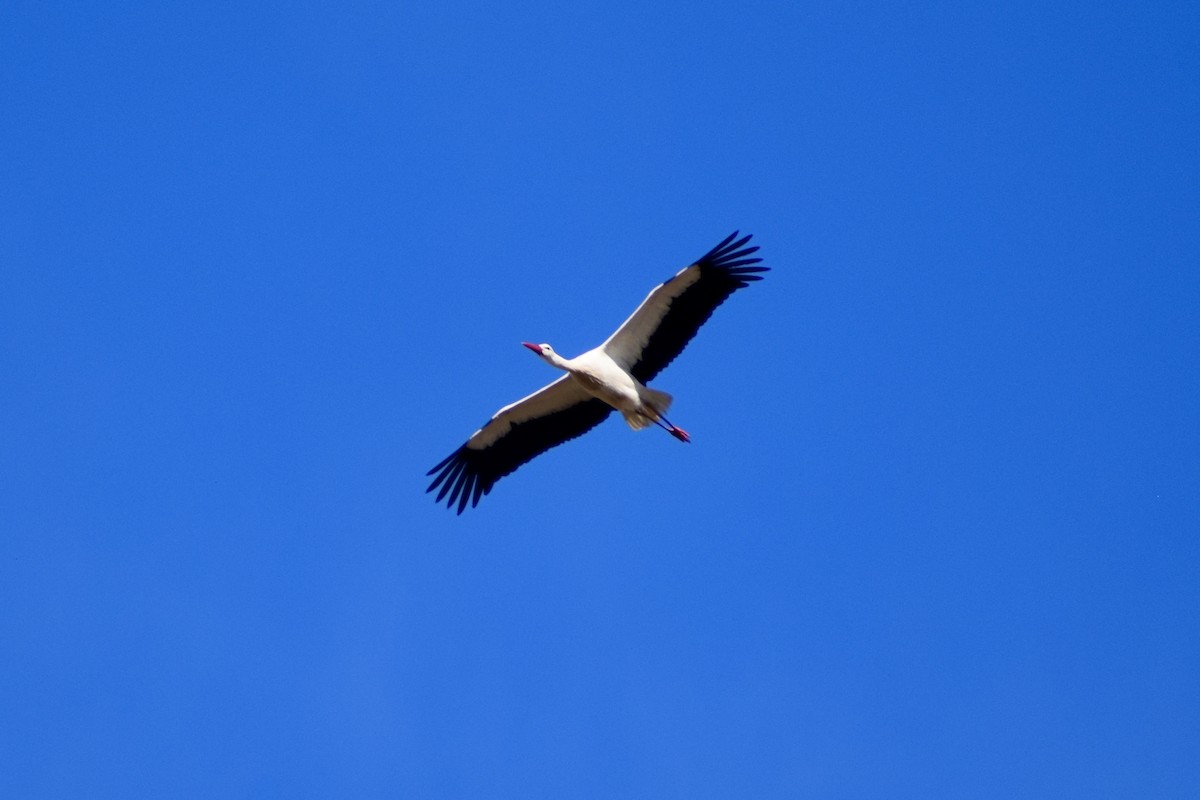 Cigüeña Blanca - ML631156580