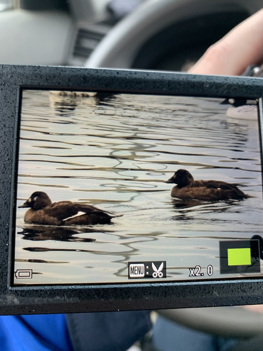 White-winged Scoter - ML631156611