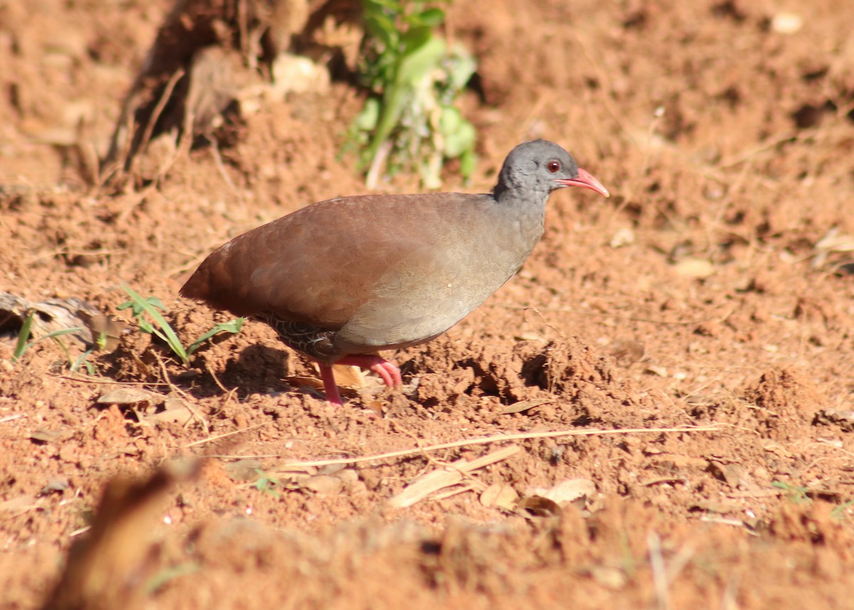Tinamou à petit bec - ML631156631