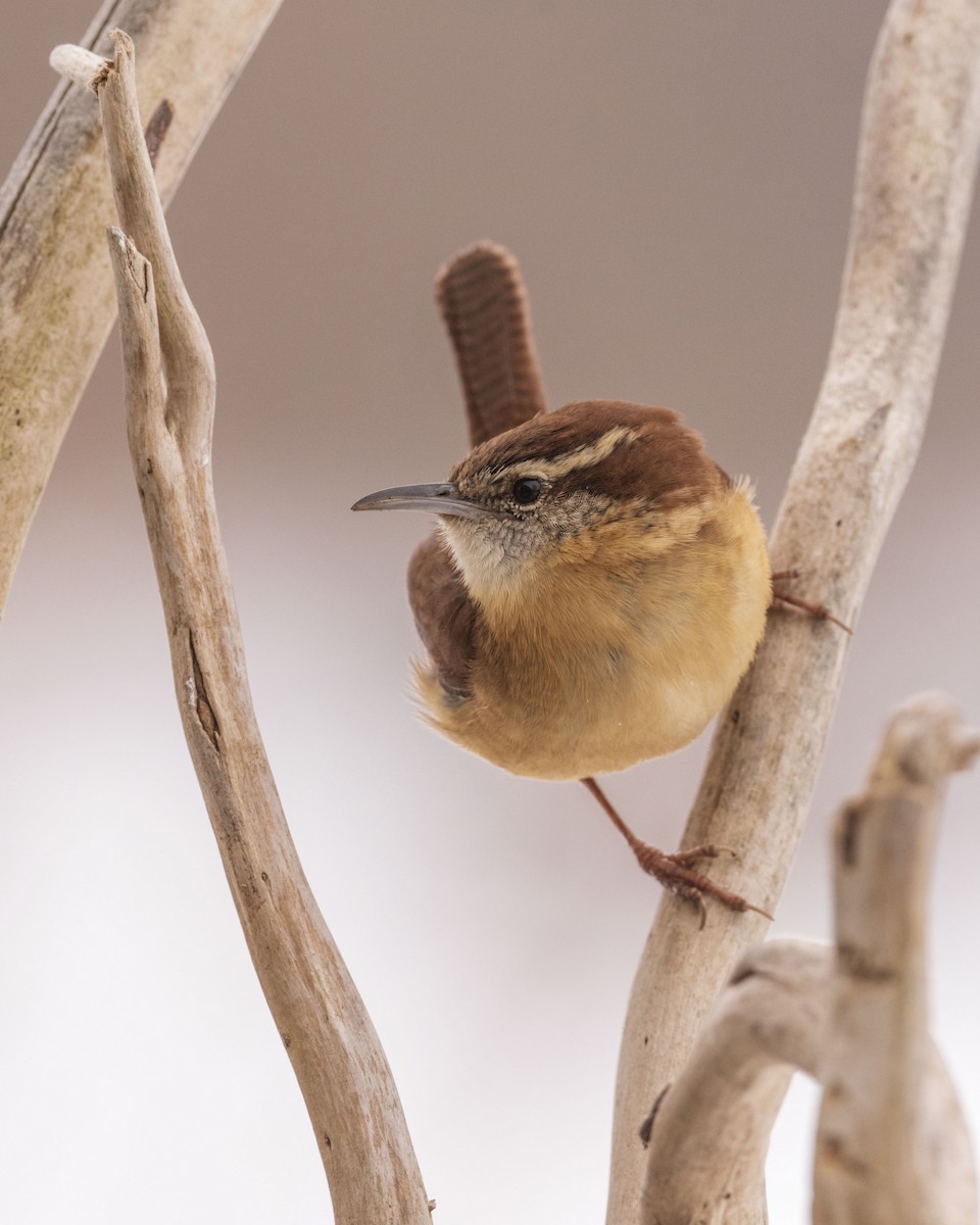 Carolina Wren - ML631156711