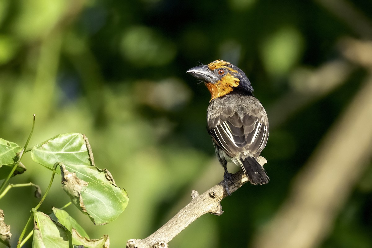 Black-collared Barbet - ML631156723