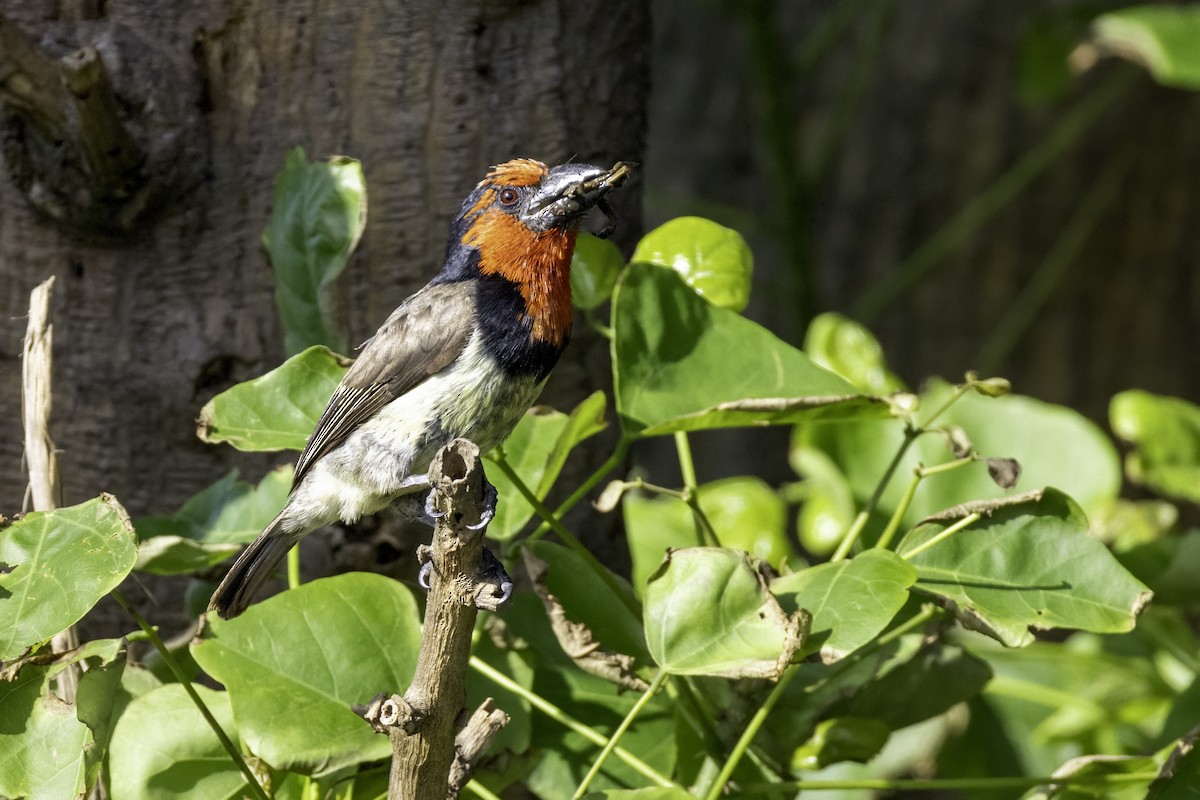 Black-collared Barbet - ML631156724