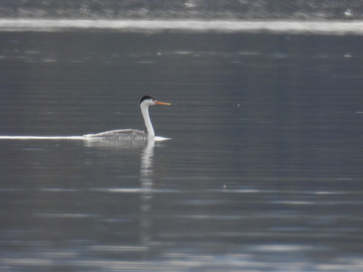 Clark's Grebe - ML631156792