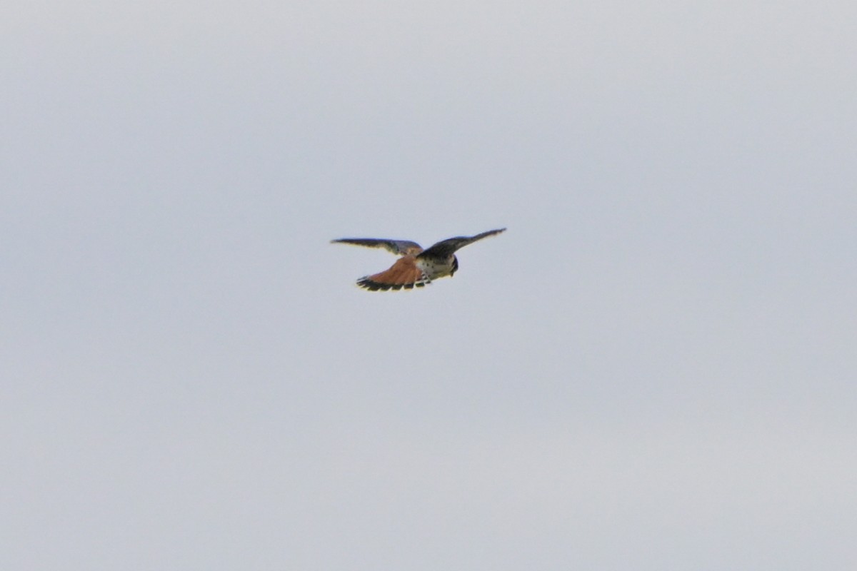 American Kestrel - ML631156878