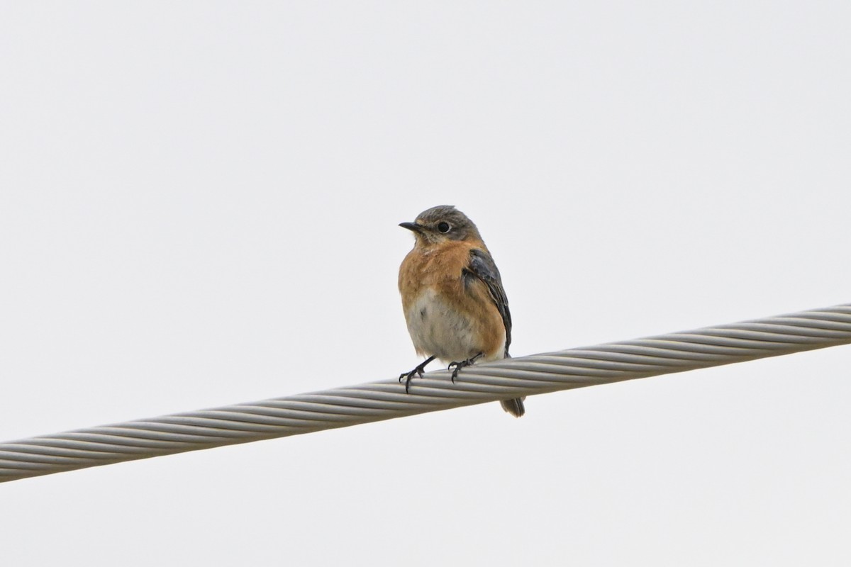 Eastern Bluebird - ML631156896