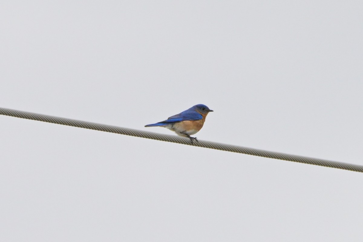 Eastern Bluebird - ML631156900
