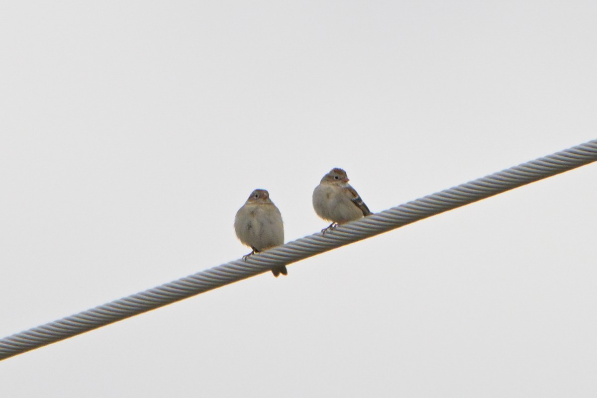 Field Sparrow - ML631156908