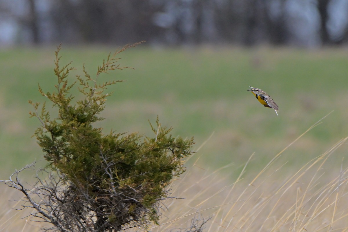 Eastern Meadowlark - ML631156914