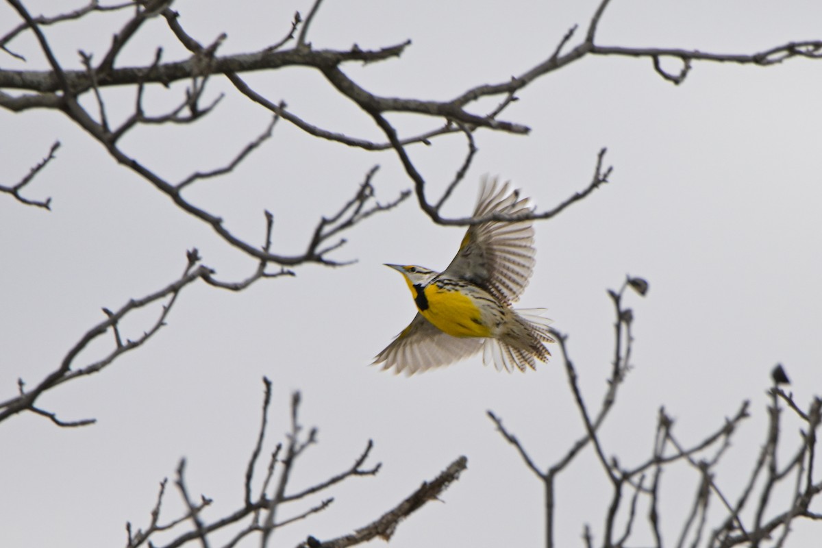 Eastern Meadowlark - ML631156919
