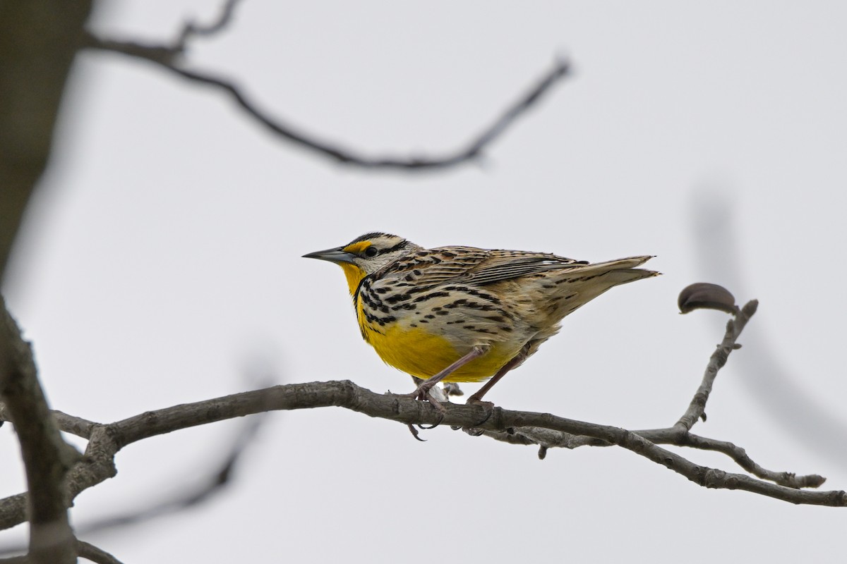 Eastern Meadowlark - ML631156923