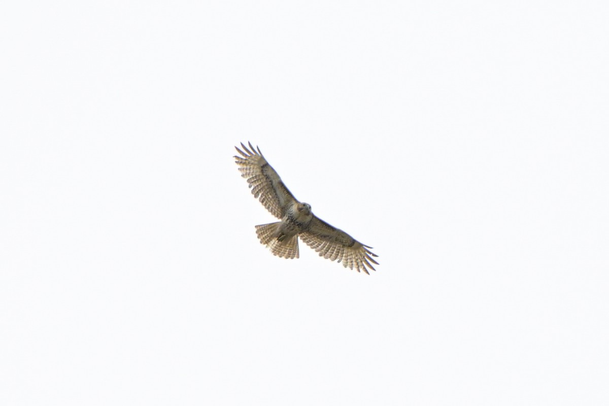 Red-tailed Hawk - ML631156996