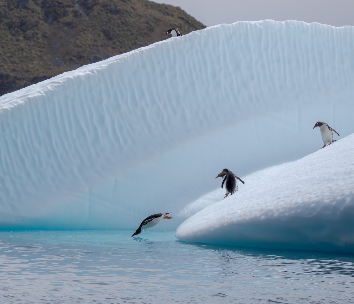 Gentoo Penguin - ML631157023