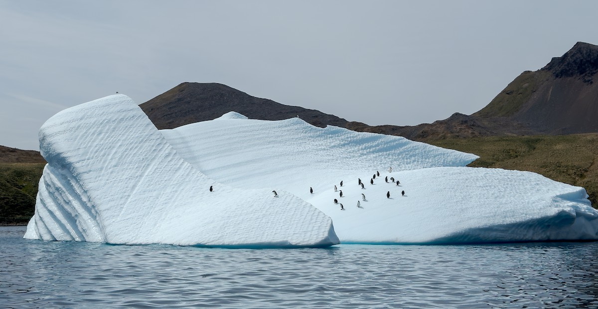 Gentoo Penguin - ML631157024