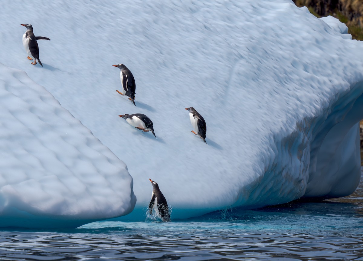 Gentoo Penguin - ML631157025