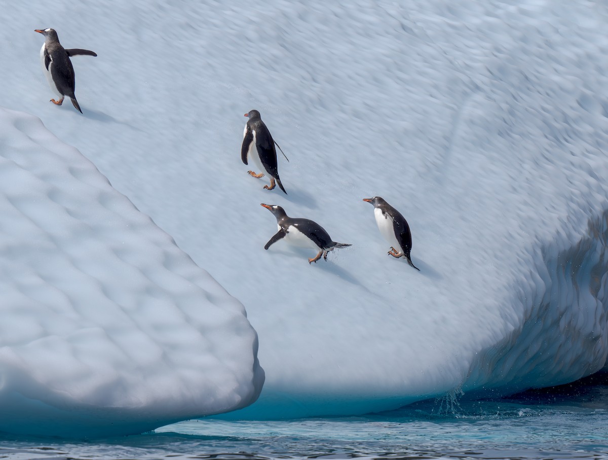 Gentoo Penguin - ML631157028