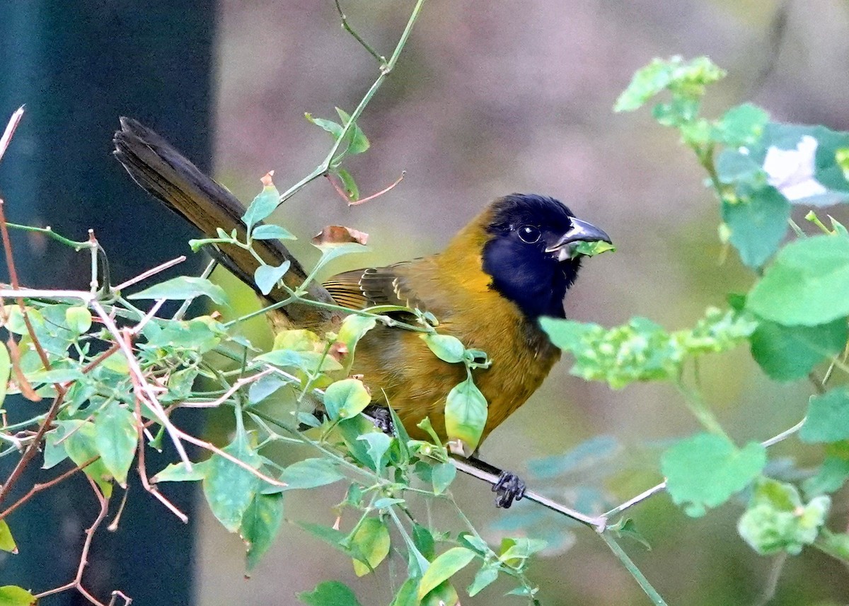 Crimson-collared Grosbeak - ML631157141